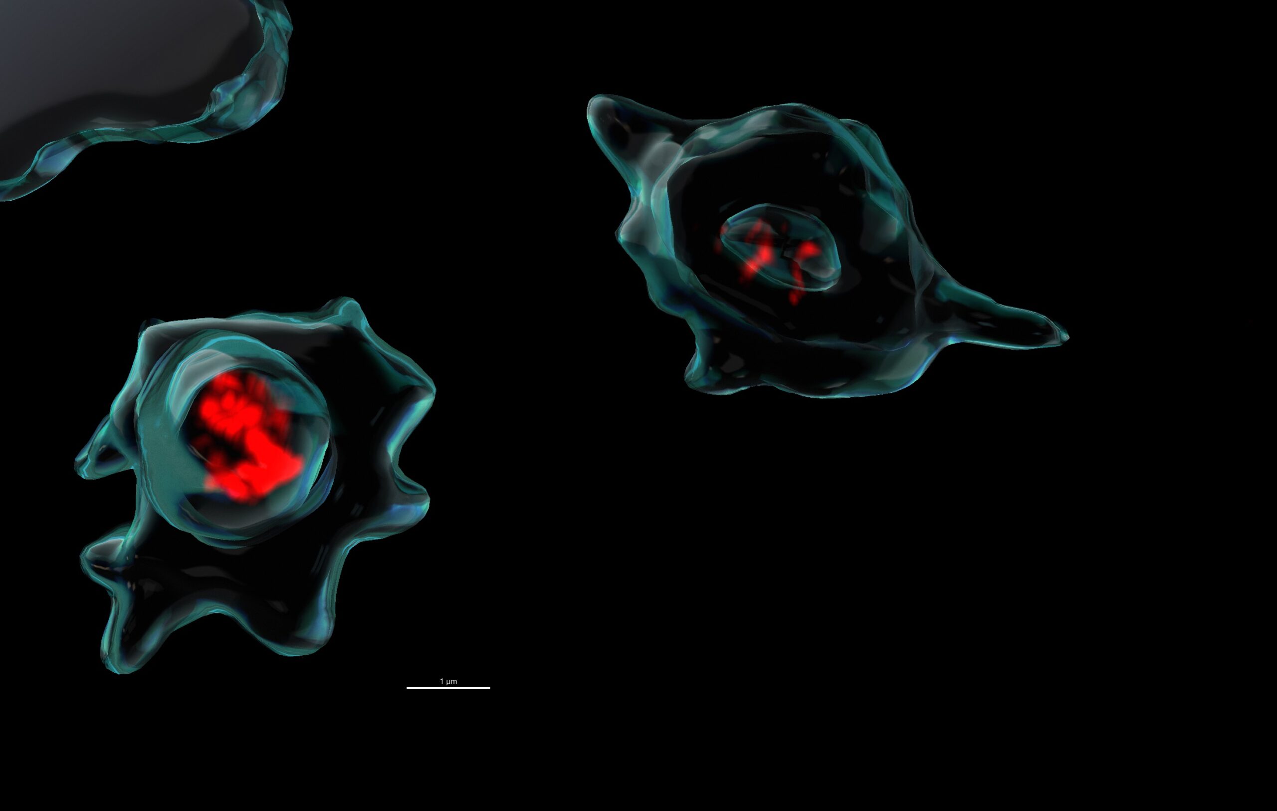 Platelets (turquoise surface mask) mop up cell-free (cf) DNA (red) from blood plasma, likely helping to prevent systemic inflammation. They also carry a significant amount of rare cfDNA derived from tumor cells and their inclusion in liquid biopsies could improve the sensitivity of such diagnostic tests.