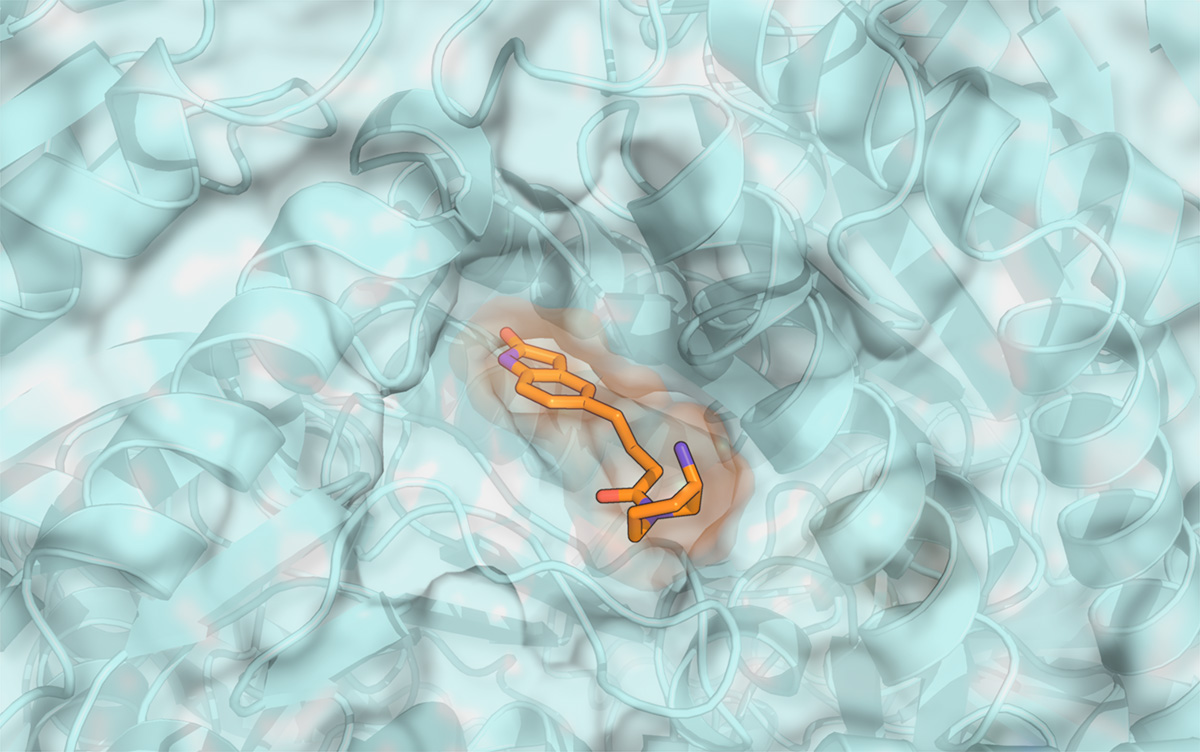 For more than a century, efforts to develop viable drugs to block retinoid signaling have met with failure. This image depicts the putative binding mode of one of the identified inhibitors to ALDH1A3 active site. The inhibitor, developed in the Kang lab, was identified using a hybrid computational and experimental approach.